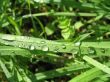 tears of dew on the grass