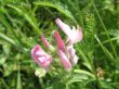 wild lightpink flower in the field