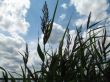 a group of the reeds near the lake