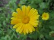 flower of yellow herb - calendula