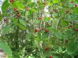 wild red berry bush in the forest