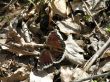 Morning Cloak Butterfly close up