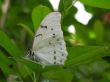 White Butterfly Close-Up