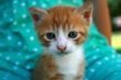 Kitten