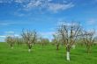 orchard in springtime