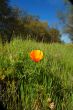 Orange Poppy
