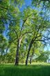 verdant spring landscape