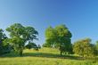verdant spring landscape