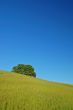 verdant spring landscape