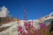 Flowers and a glacier