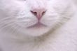 Cat sensors