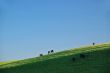 cattle on the hillside