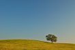 summer field