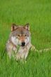 Rocky mountain Grey Wolf