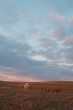 afternoon field