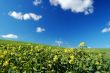 windmills in field