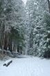 snowy trail in the woods