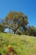 Oak Tree in spring
