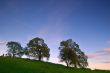 oak trees in spring