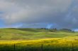 meadow in springtime