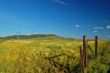 spring countryside