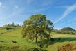 spring countryside