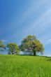 spring countryside