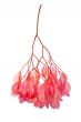 begonia flower cluster