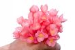 begonia blossom