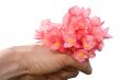 begonia gift