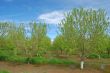 orchard in springtime