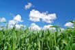 rural spring field