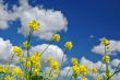 rural spring meadow