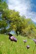 Butterflies in a meadow