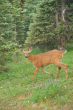 Deer in a mountain meadow