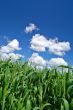 rural spring field