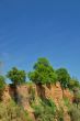Oak trees on cliff
