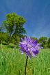 flower in springtime meadow