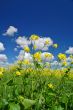 rural spring meadow