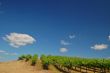 vineyard