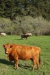 cows in a field