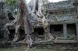 Tree growing over Angkor Wat, Cambodia
