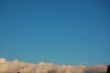 birds flying home