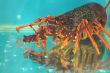 Live lobster