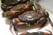 Live crabs