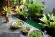 Balinese decor plants
