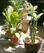 Potted plants