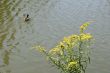 Goldenrod