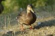Mallard Duck