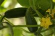 vegetable garden